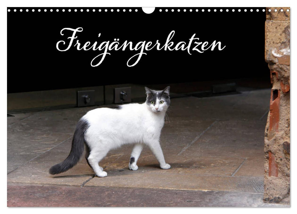 Freigängerkatzen (CALVENDO Wandkalender 2024)