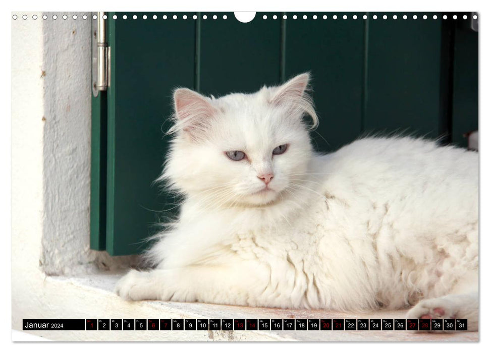 Freigängerkatzen (CALVENDO Wandkalender 2024)