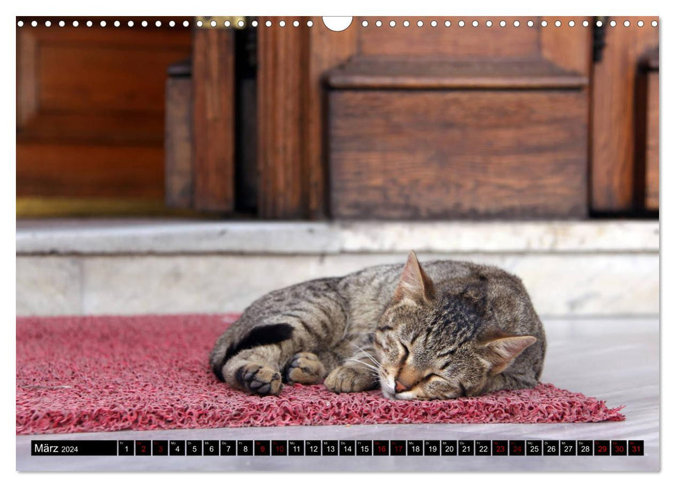 Freigängerkatzen (CALVENDO Wandkalender 2024)