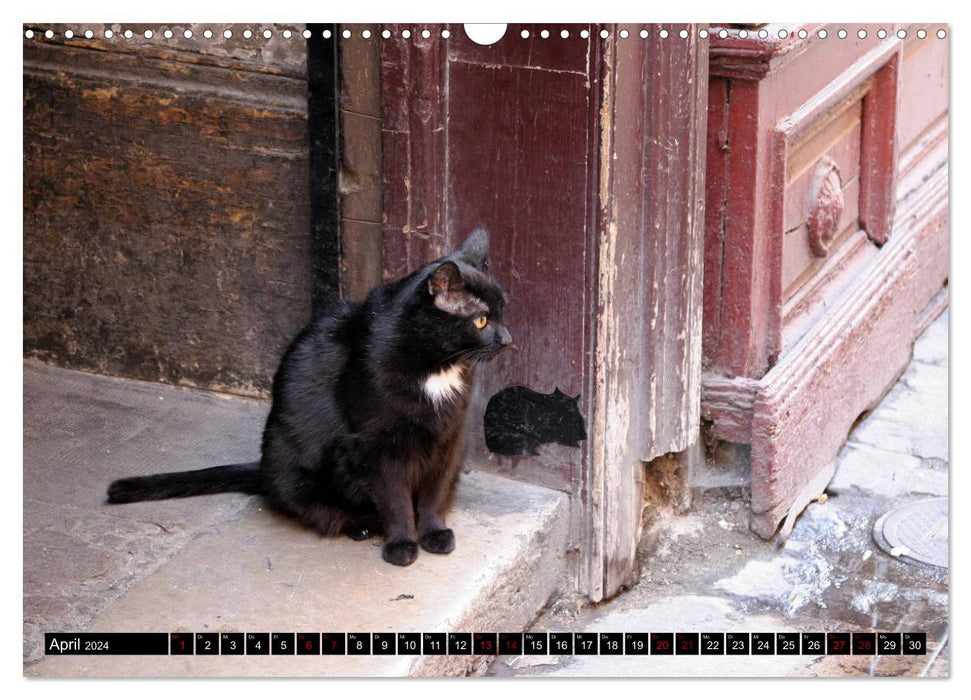 Chats d'extérieur (Calendrier mural CALVENDO 2024) 