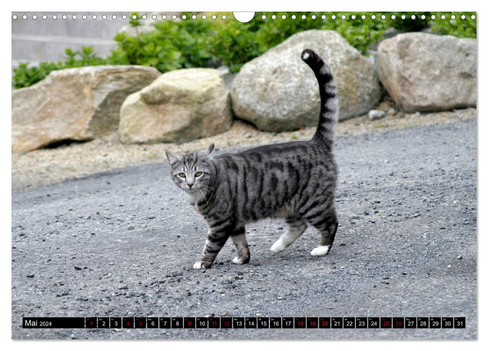 Chats d'extérieur (Calendrier mural CALVENDO 2024) 