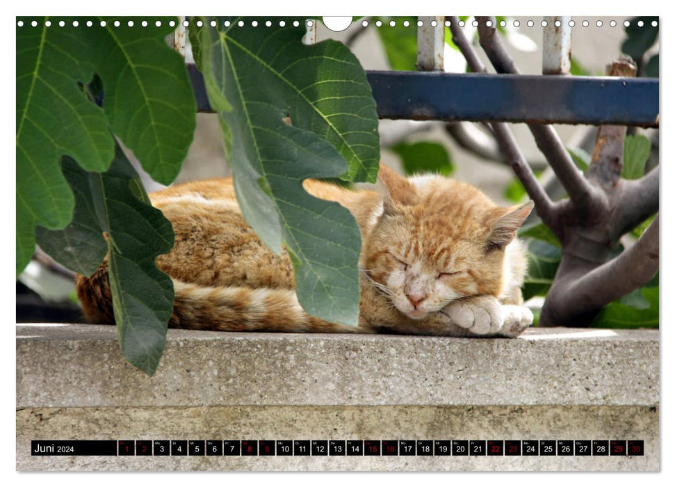 Chats d'extérieur (Calendrier mural CALVENDO 2024) 