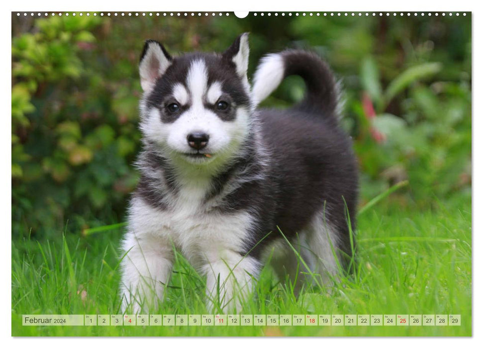 Siberian Husky - Welpenstube (CALVENDO Premium Wandkalender 2024)