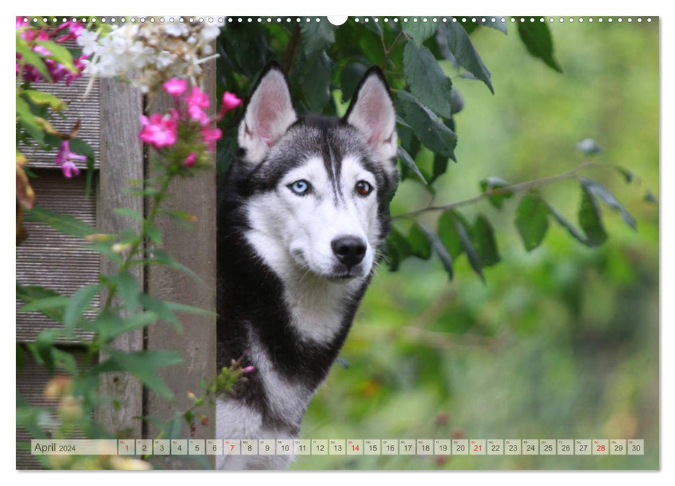 Siberian Husky - Welpenstube (CALVENDO Premium Wandkalender 2024)