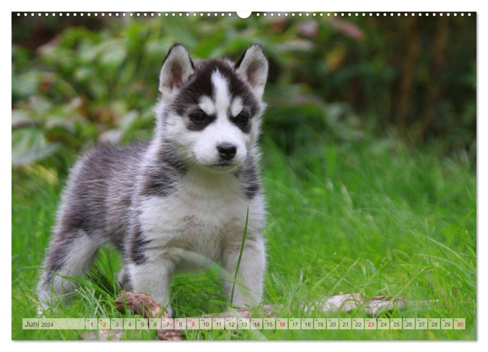 Siberian Husky - Welpenstube (CALVENDO Premium Wandkalender 2024)