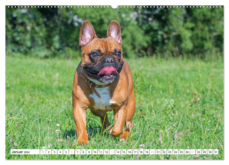 Kleiner Kobold Französische Bulldogge (CALVENDO Premium Wandkalender 2024)