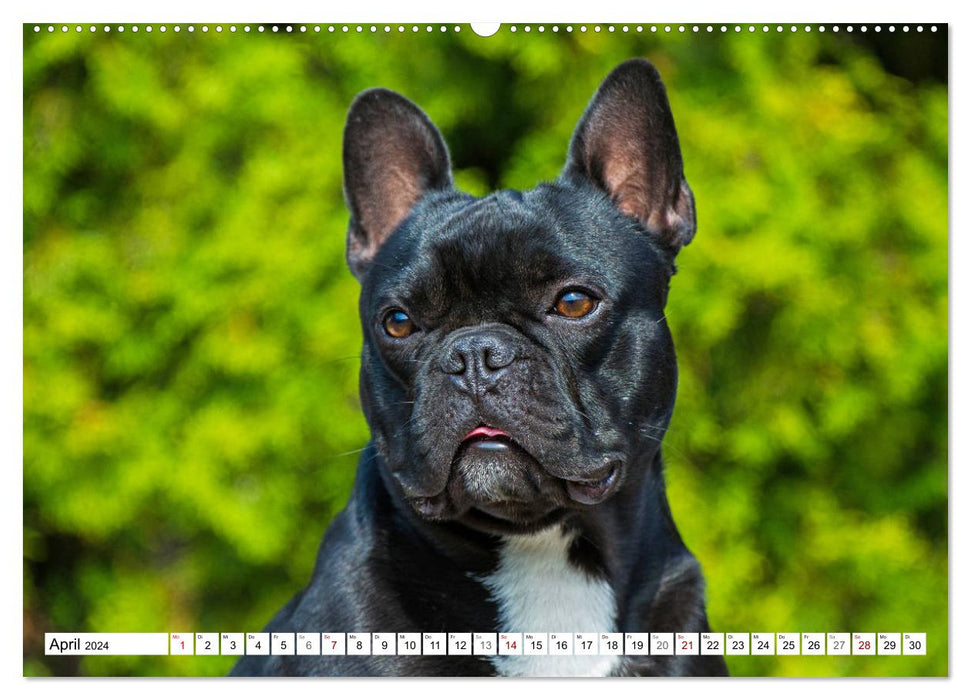 Kleiner Kobold Französische Bulldogge (CALVENDO Premium Wandkalender 2024)
