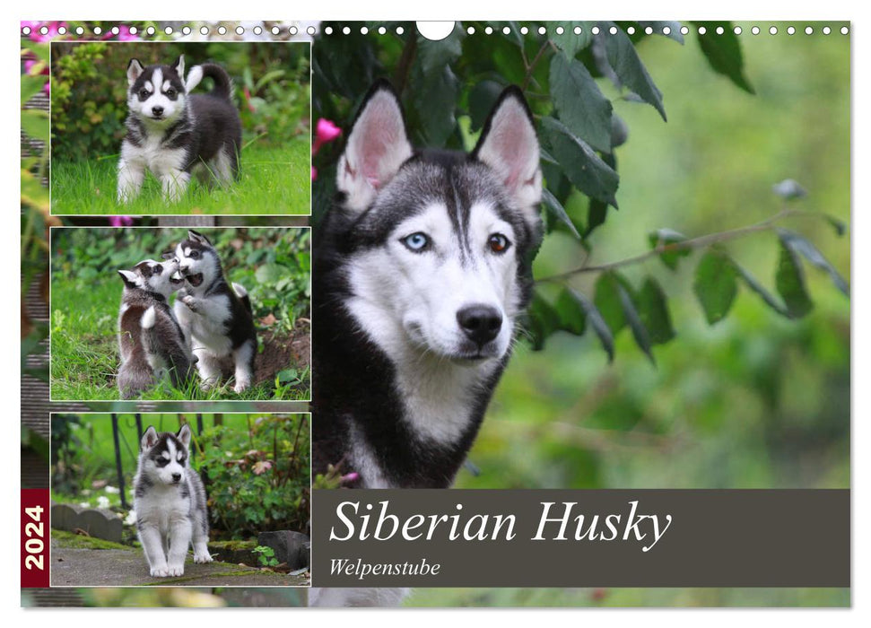 Siberian Husky - Welpenstube (CALVENDO Wandkalender 2024)