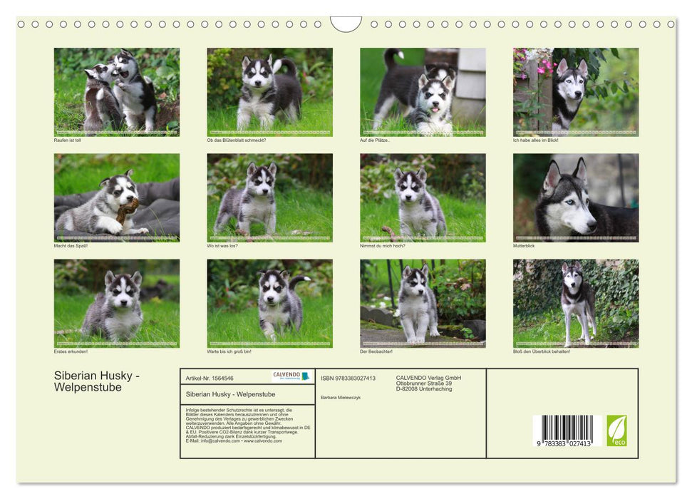 Siberian Husky - Puppy House (CALVENDO Wall Calendar 2024) 