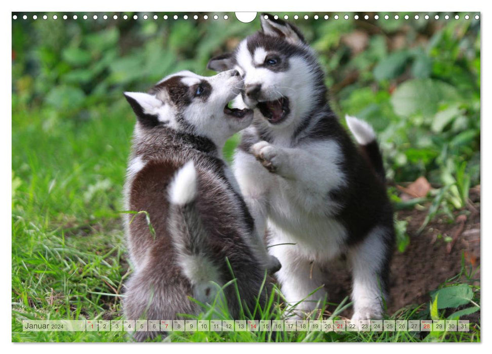 Siberian Husky - Puppy House (CALVENDO Wall Calendar 2024) 