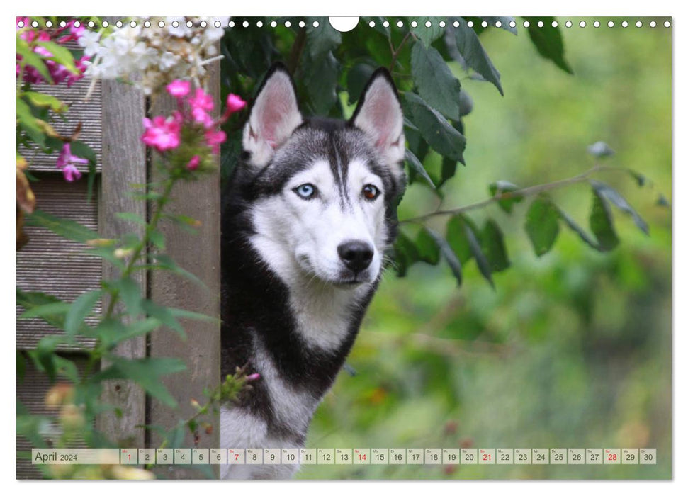 Siberian Husky - Welpenstube (CALVENDO Wandkalender 2024)