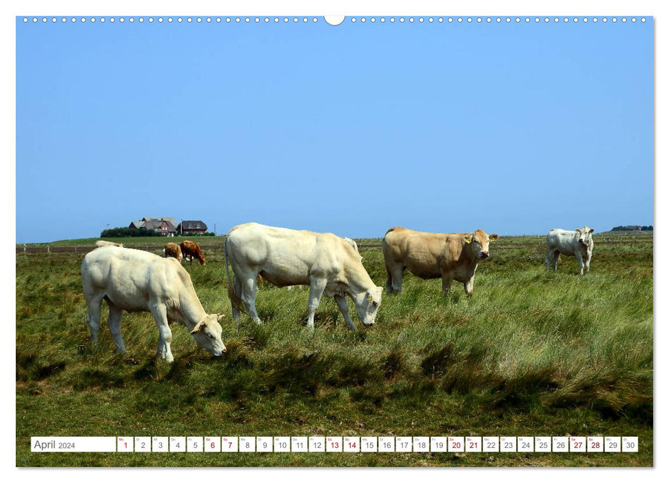 Sommertage auf Langeness (CALVENDO Wandkalender 2024)