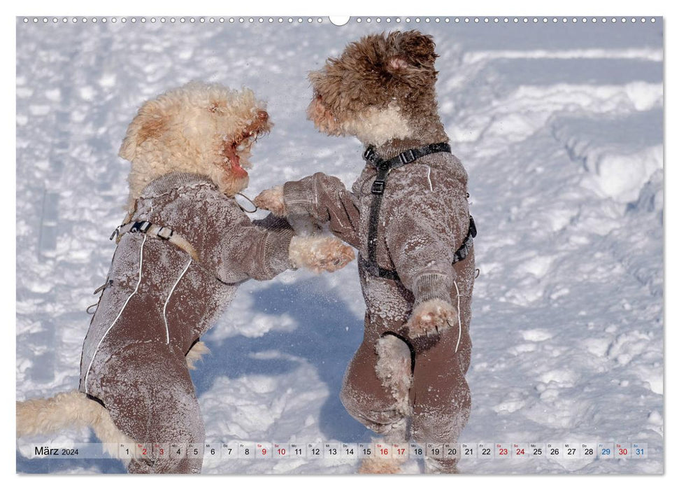 Lagotto Romagnolo Tanzende Trüffelnasen (CALVENDO Wandkalender 2024)