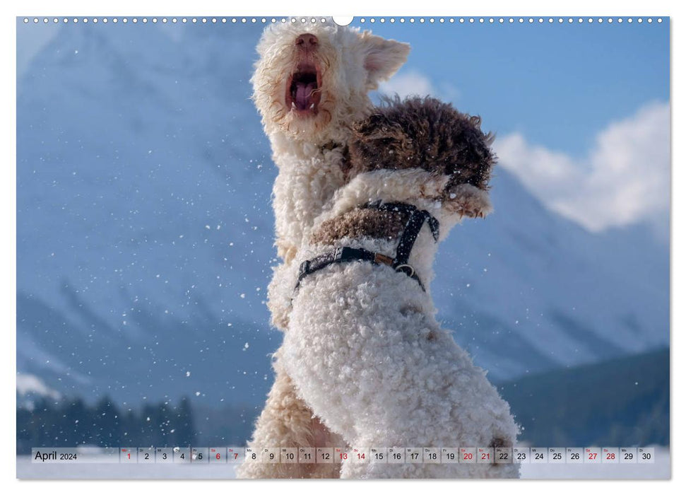 Lagotto Romagnolo Tanzende Trüffelnasen (CALVENDO Wandkalender 2024)