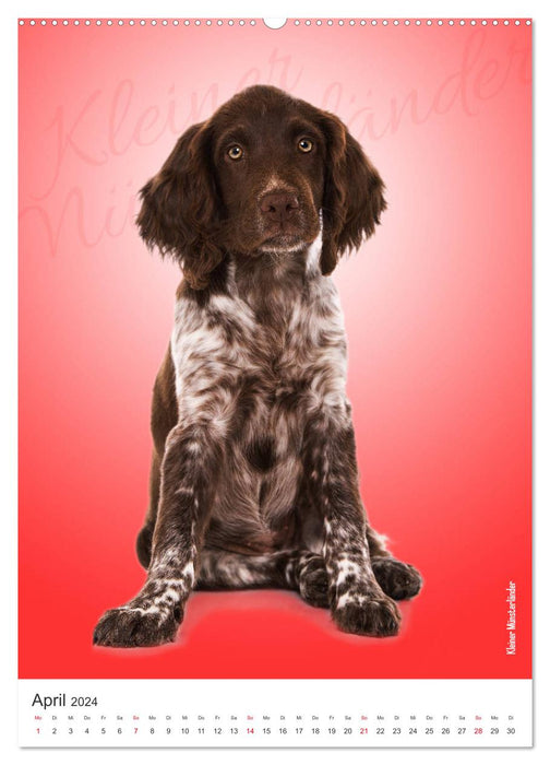 Kunterbunte Hundewelpen (CALVENDO Premium Wandkalender 2024)