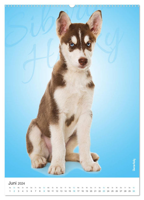 Kunterbunte Hundewelpen (CALVENDO Premium Wandkalender 2024)