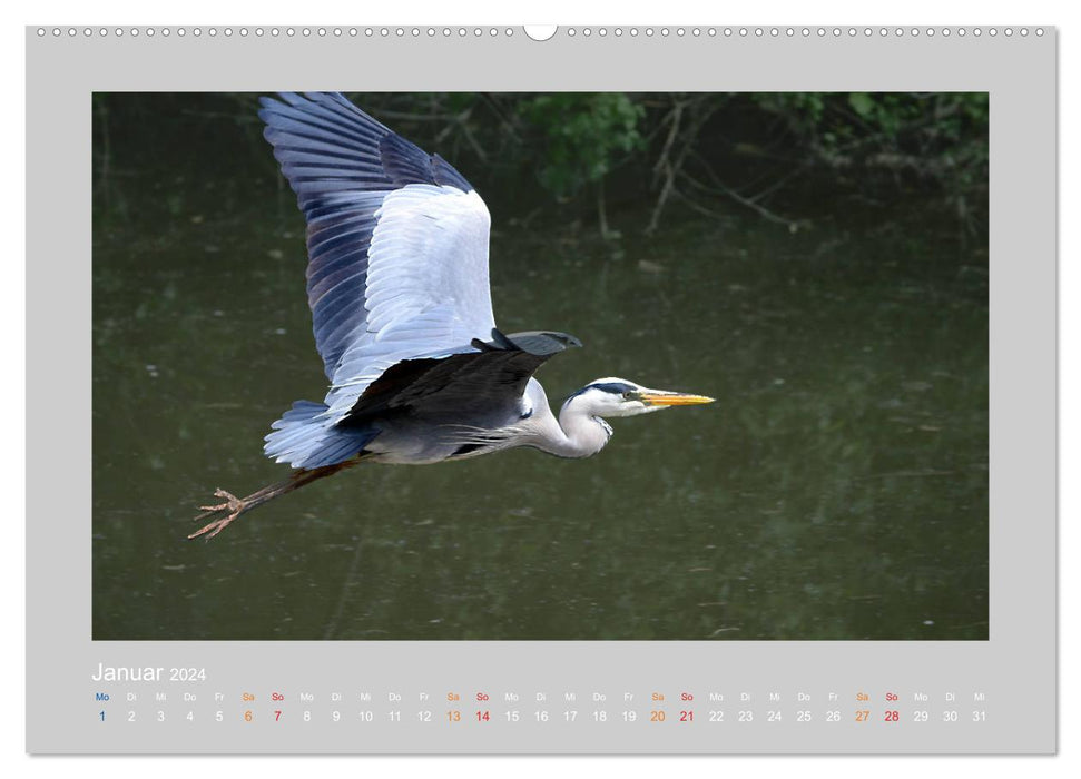 The Gray Heron (CALVENDO Premium Wall Calendar 2024) 