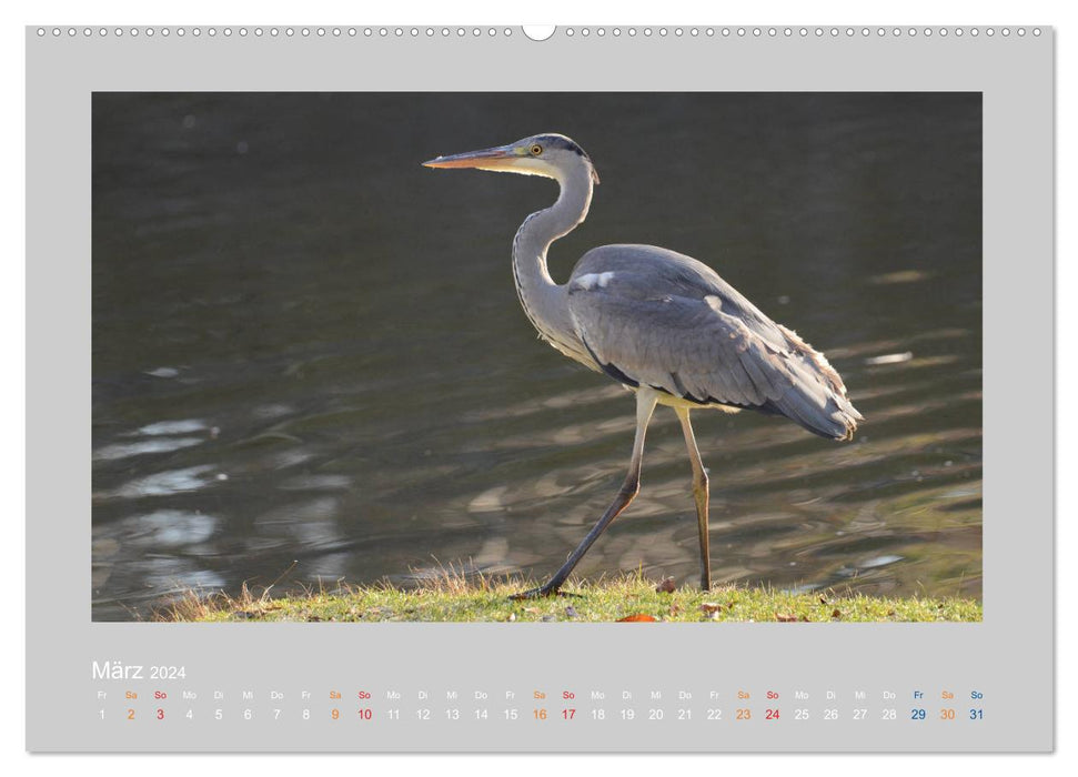 The Gray Heron (CALVENDO Premium Wall Calendar 2024) 