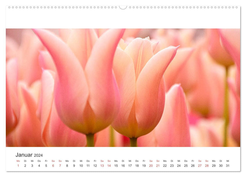 Zauberhafte Tulpen (CALVENDO Premium Wandkalender 2024)