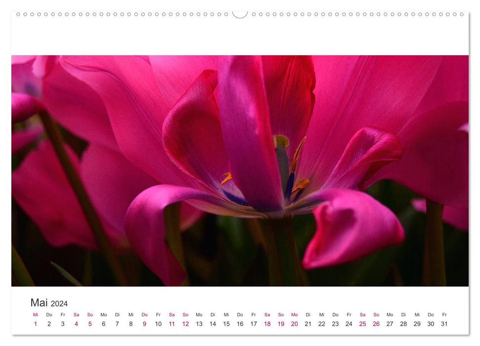 Zauberhafte Tulpen (CALVENDO Premium Wandkalender 2024)