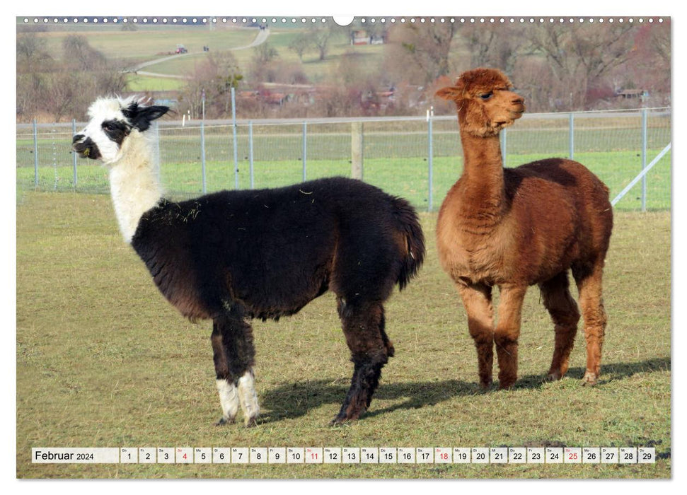 Alpacas - adorable and beautiful (CALVENDO Premium Wall Calendar 2024) 