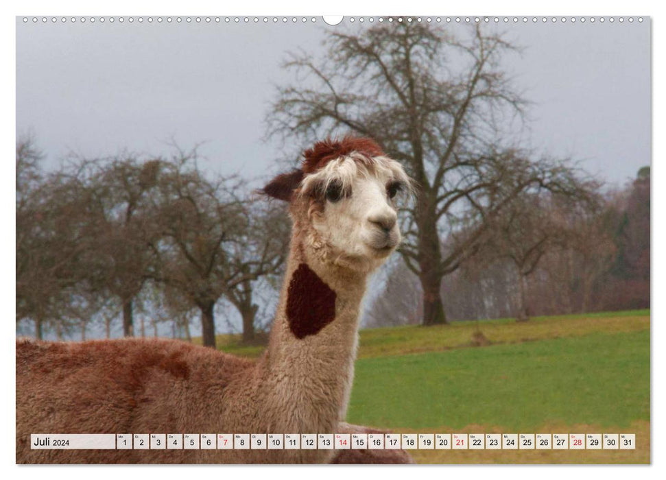 Alpakas - liebenswert und schön (CALVENDO Premium Wandkalender 2024)