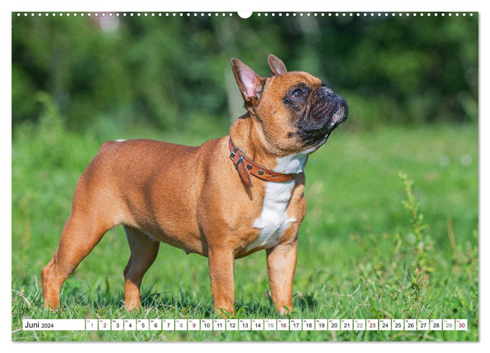 Kleiner Kobold Französische Bulldogge (CALVENDO Wandkalender 2024)