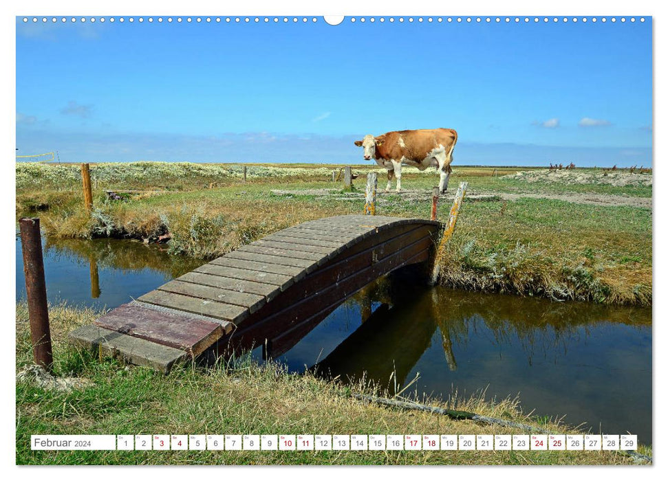 Jours d'été sur Hallig Hooge (calendrier mural CALVENDO 2024) 