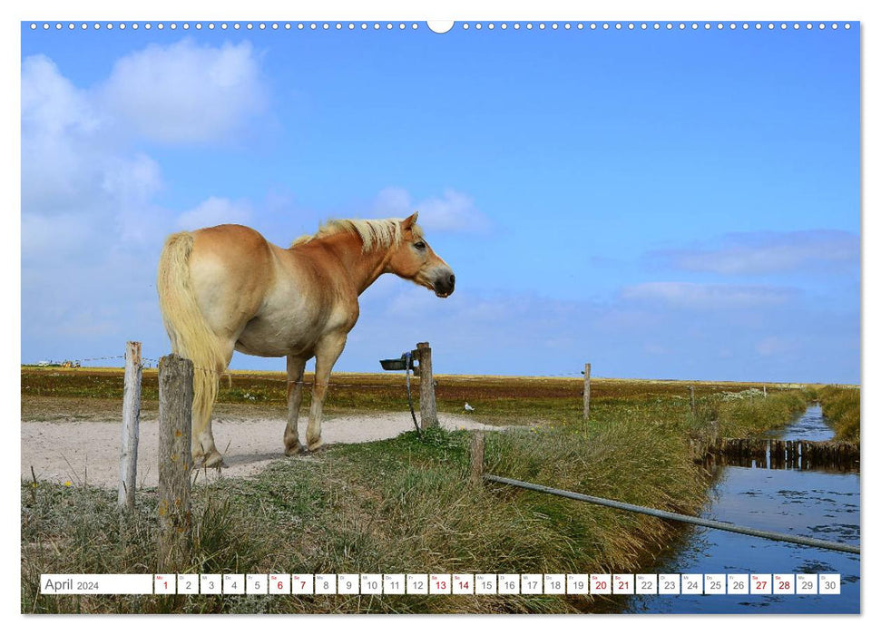 Jours d'été sur Hallig Hooge (calendrier mural CALVENDO 2024) 