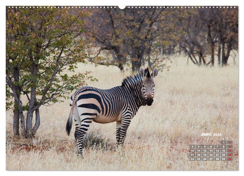 Namibie, beauté et diversité (Calendrier mural CALVENDO 2024) 