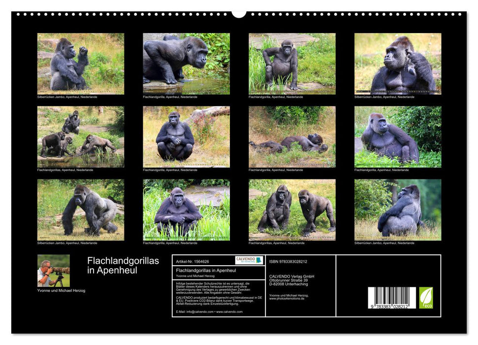 Flachlandgorillas in Apenheul (CALVENDO Premium Wandkalender 2024)