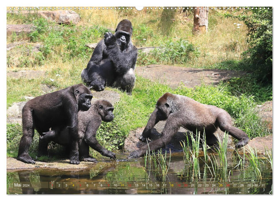 Lowland gorillas in Apenheul (CALVENDO Premium Wall Calendar 2024) 