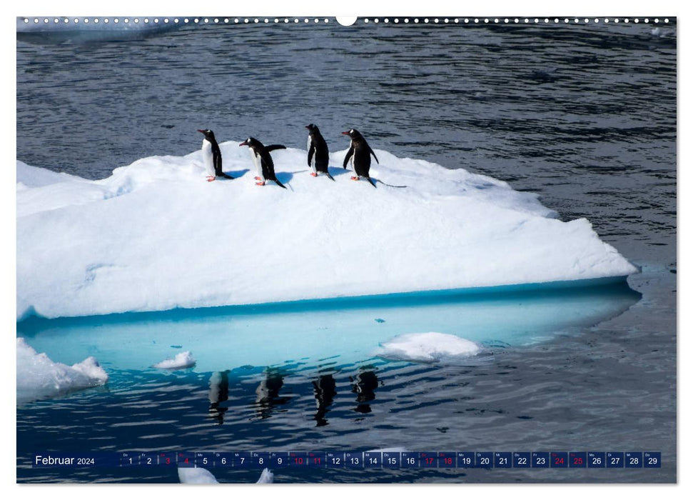 Antarktis Gletscher, Robben, Pinguine (CALVENDO Premium Wandkalender 2024)
