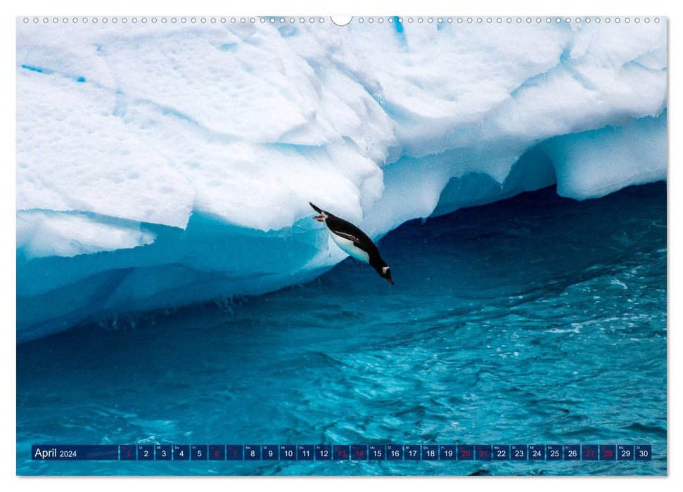 Glaciers de l'Antarctique, phoques, pingouins (Calendrier mural CALVENDO Premium 2024) 