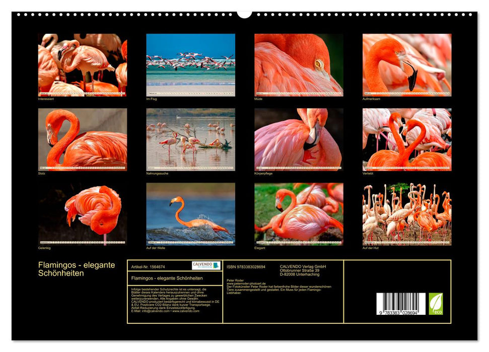 Flamingos - elegante Schönheiten (CALVENDO Premium Wandkalender 2024)