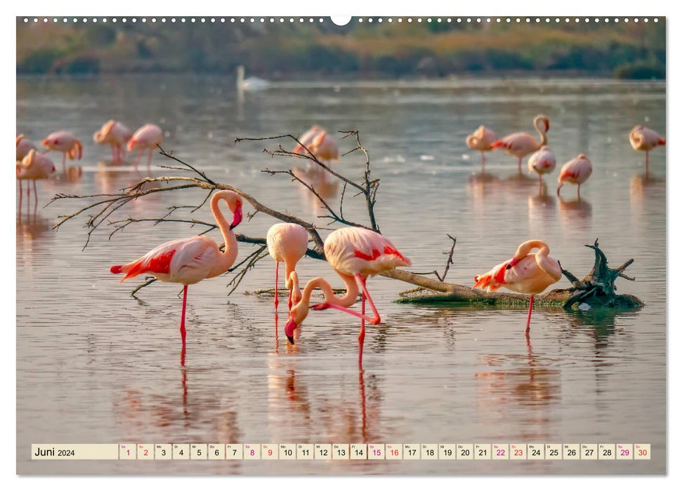 Flamingos - elegante Schönheiten (CALVENDO Premium Wandkalender 2024)