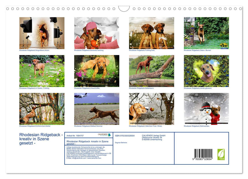 Rhodesian Ridgeback - kreativ in Szene gesetzt - (CALVENDO Wandkalender 2024)