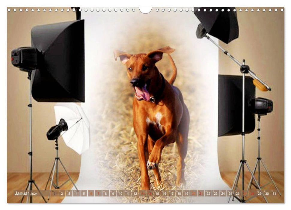 Rhodesian Ridgeback - kreativ in Szene gesetzt - (CALVENDO Wandkalender 2024)