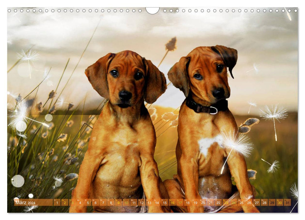 Rhodesian Ridgeback - kreativ in Szene gesetzt - (CALVENDO Wandkalender 2024)