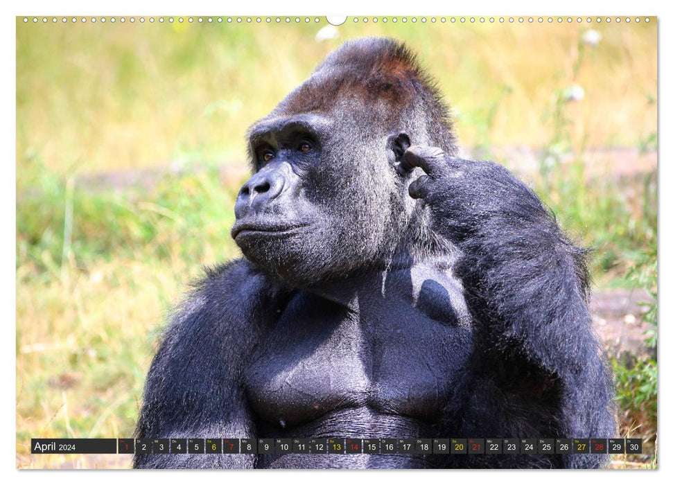 Lowland gorillas in Apenheul (CALVENDO wall calendar 2024) 