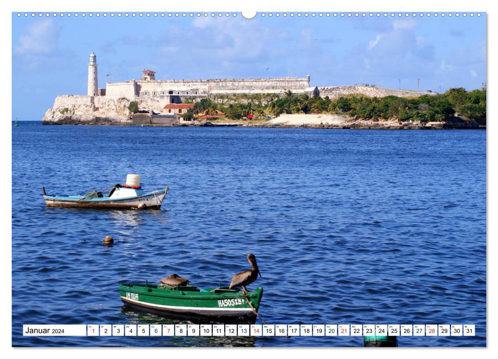 Prächtige Pelikane - Herrscher der Lüfte in der Bucht von Havanna (CALVENDO Premium Wandkalender 2024)