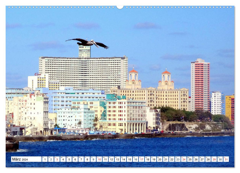 Magnifiques pélicans - maîtres du ciel dans la baie de La Havane (Calendrier mural CALVENDO Premium 2024) 