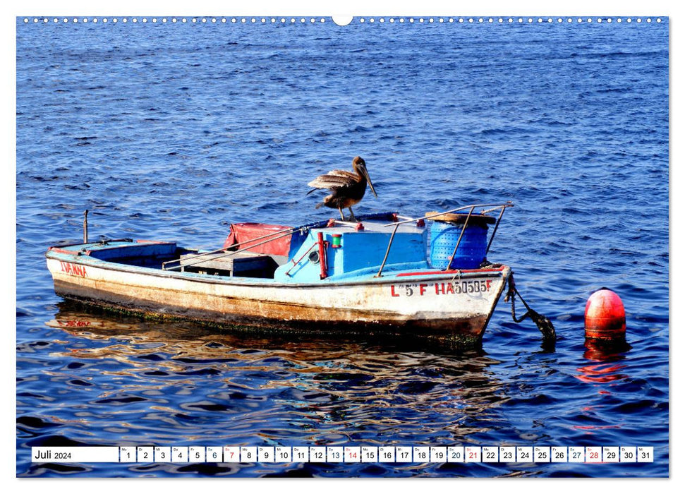 Prächtige Pelikane - Herrscher der Lüfte in der Bucht von Havanna (CALVENDO Premium Wandkalender 2024)