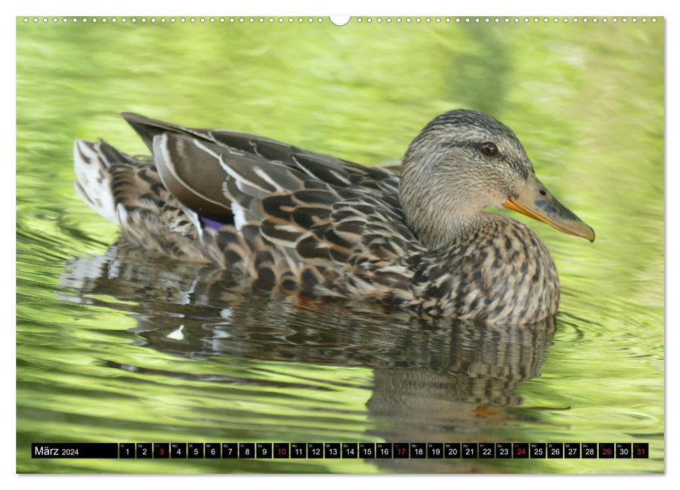 Die Enten vom Teich (CALVENDO Premium Wandkalender 2024)