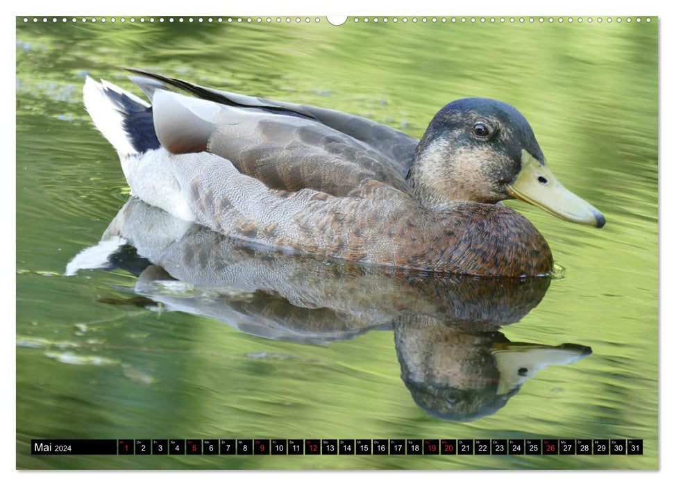 Die Enten vom Teich (CALVENDO Premium Wandkalender 2024)