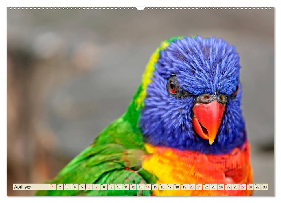 Wunderschöne Papageien - Lori (CALVENDO Premium Wandkalender 2024)