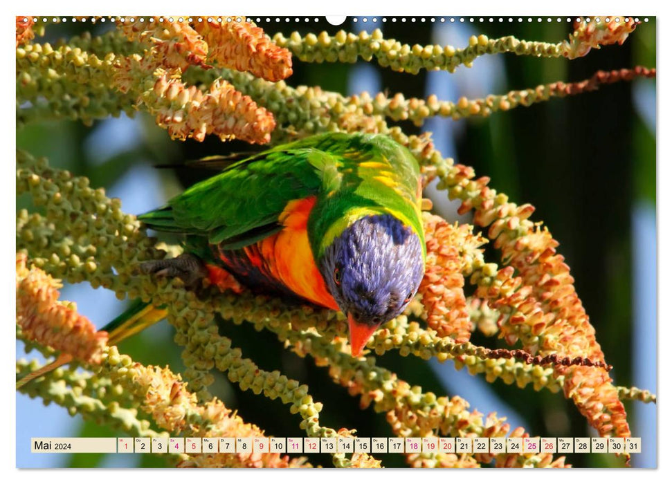 Wunderschöne Papageien - Lori (CALVENDO Premium Wandkalender 2024)