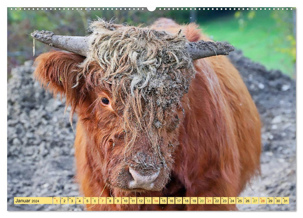 Highland Cattle, die Hochlandrinder aus Pfeffingen (CALVENDO Premium Wandkalender 2024)
