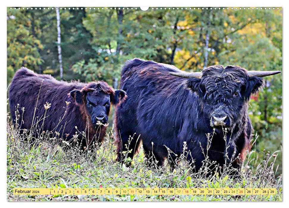 Highland Cattle, die Hochlandrinder aus Pfeffingen (CALVENDO Premium Wandkalender 2024)