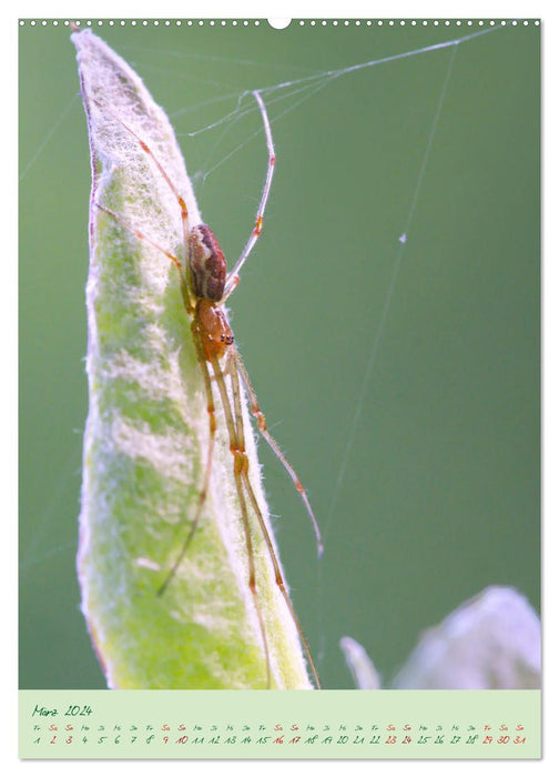 So EDEL und FEIN... können heimische Insekten sein (CALVENDO Premium Wandkalender 2024)